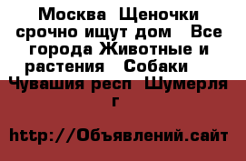 Москва! Щеночки срочно ищут дом - Все города Животные и растения » Собаки   . Чувашия респ.,Шумерля г.